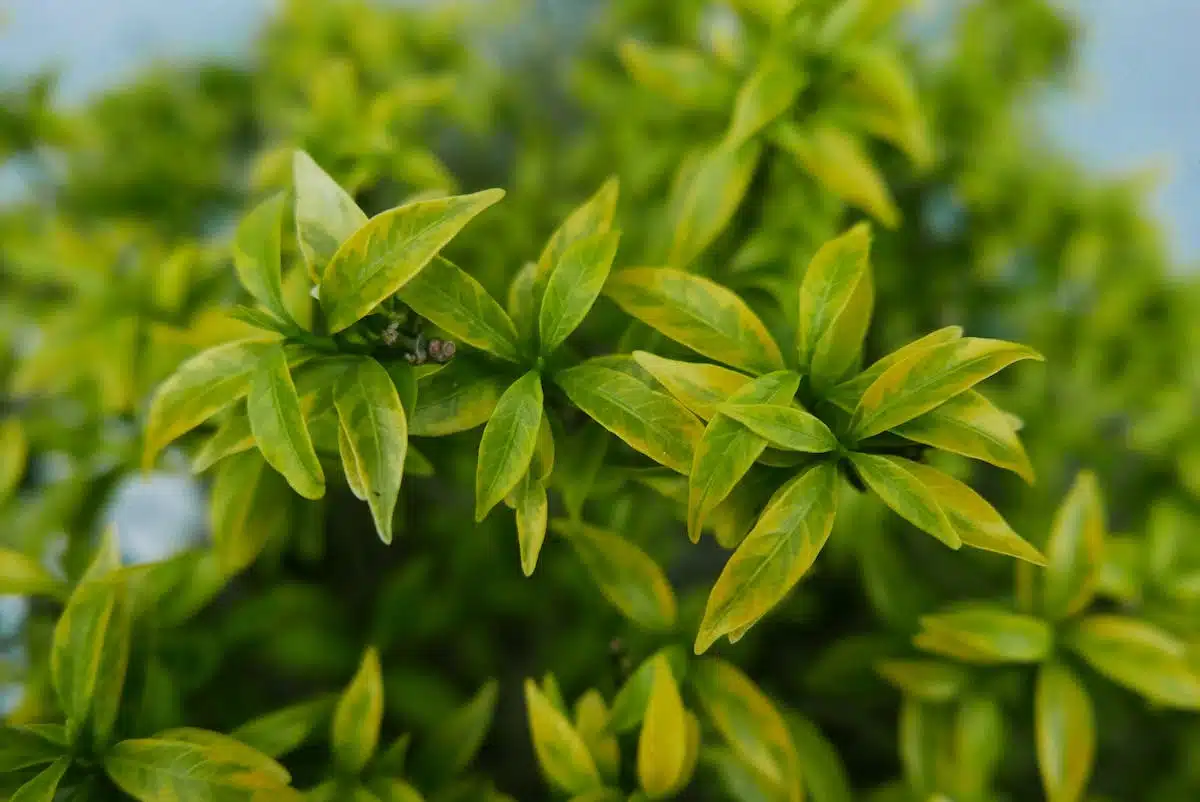 plantes médicinales