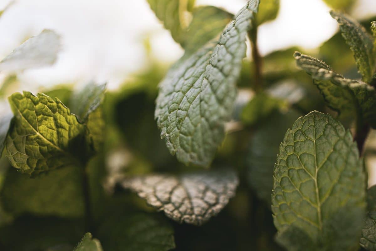 green leaf plant in close up photography